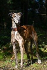 Galgo Espanol