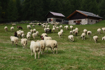 Obraz premium pecora pecore allevamento pascolo pascolare 