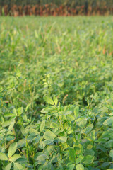 campo di erba medica al tramonto