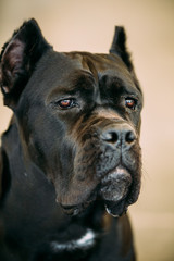 Cane Corso Whelp Puppy Standing On Green Grass