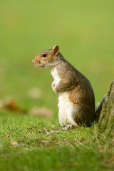 Gray Squirrel, Squirrel, Sciurus carolinensis