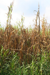 campo di mais danneggiato dalla grandine