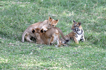 bébés félins qui jouent