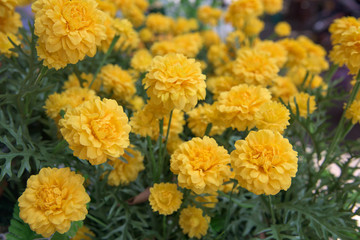 Artificial yellow flower