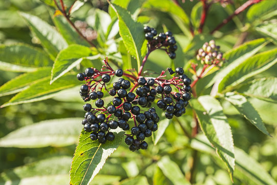 Beeren einer Zwergholunderpflanze, Schweiz