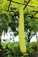 zucchini on tree
