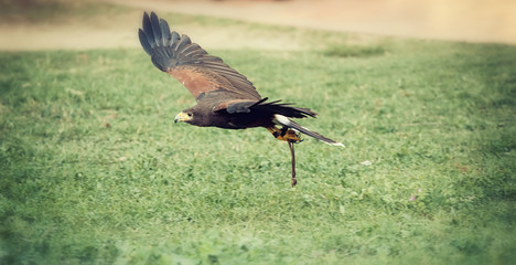 Hawk in flight