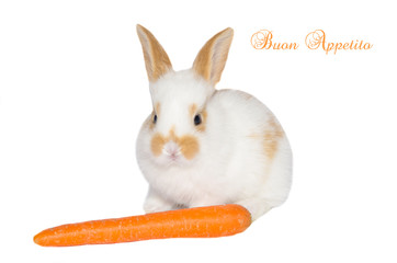 Piccolo coniglio con carota
