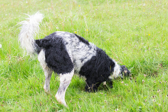 Dog Digging