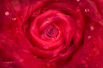 red rose bud with a transparent fabric draped around it