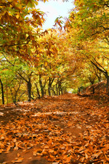 Llegada del otoño a los castaños del valle del Genal en la provincia de Málaga, Andalucía