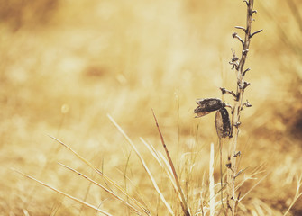Dried Seed Pod & Stalk in Meadow