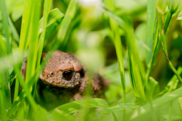 Makroaufnahme einer Kr&ouml;te