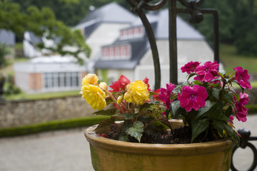 Flowers in the garden