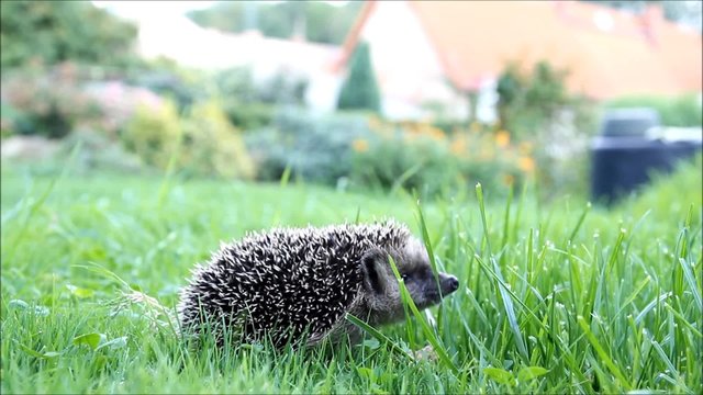 junger neugieriger Igel