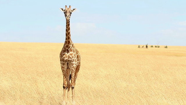 Giraffe eating grass, close up, Masai Mara, Kenya during the dry season
