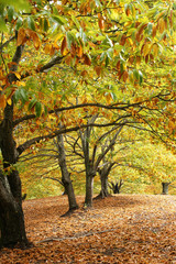 Castaños del valle del Genal en la estación del otoño, Málaga