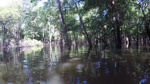 Boat Trip At the Amazon River in South America, Brazil