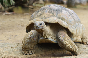tortues géantes