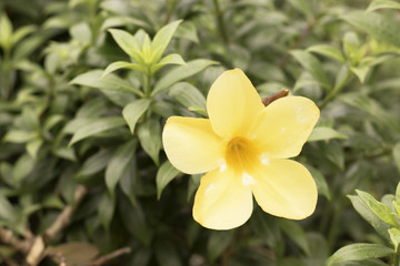 Allamanda