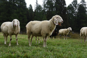 Naklejka na ściany i meble pecora pecore allevamento pascolo pascolare 