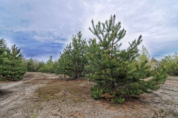 Obraz premium Christmas trees