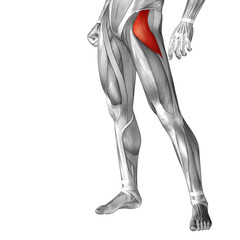 Conceptual 3D human front upper leg muscle anatomy