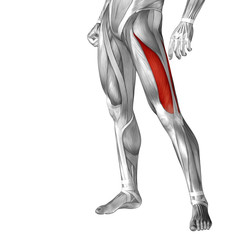Conceptual 3D human front upper leg muscle anatomy