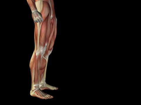 Conceptual human body anatomy on black