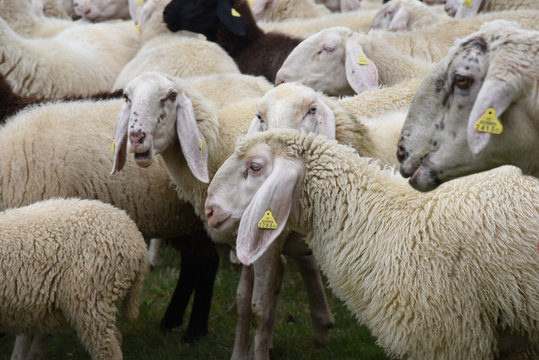 pecora pecore allevamento pascolo pascolare 