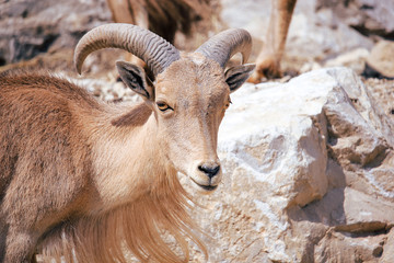 Mouflon à manchettes femelle
