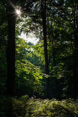 Obraz premium Scheint in den Wald