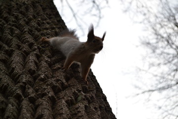 Белка желает познакомиться.