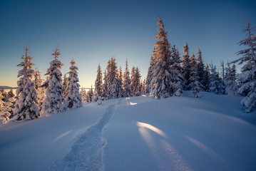 beautiful winter trees