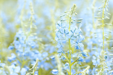 Blue flowers of fireweed (Epilobium or Chamerion angustifolium) in bloom ivan tea