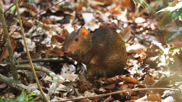 agouti in the forest