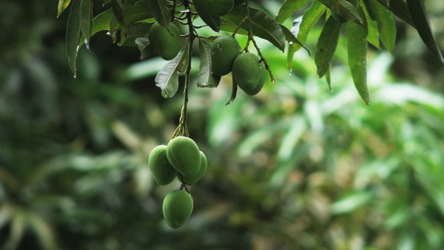 fruit dangling from a tropical tree
