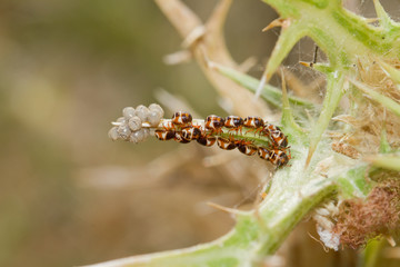 Stink bug / shield bug hatched nymphs (first stage) and eggs on a thistle.