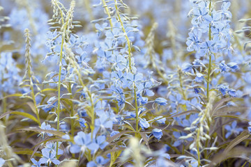 Blue flowers of fireweed (Epilobium or Chamerion angustifolium) in bloom ivan tea