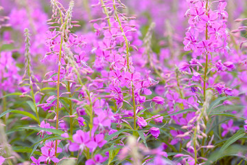 Pink flowers of fireweed (Epilobium or Chamerion angustifolium) in bloom