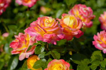 Obraz na płótnie Canvas Red yellow pink rose bush bouquet