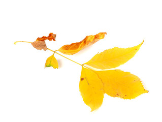 Dry yellow ash-tree leaves