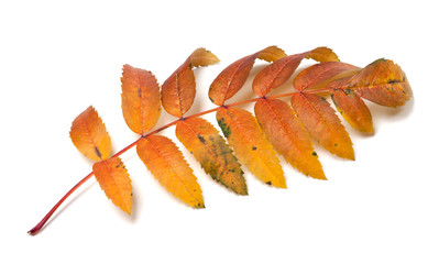 Autumn rowan leaf