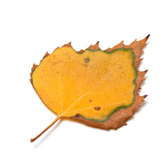 Fototapeta premium Dried autumn leaf of birch on white background
