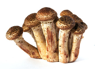 Armillaria mellea honey fungus mushrooms isolated on white background