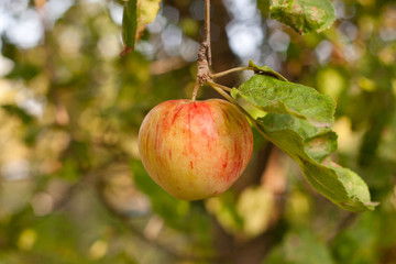 Red apples on apple tree branch