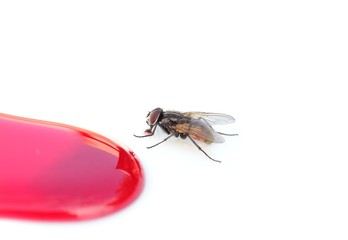 Housefly eats cherry syrup