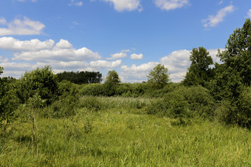 Wiesenlandschaft Biotop