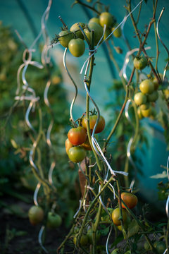 Tomaten