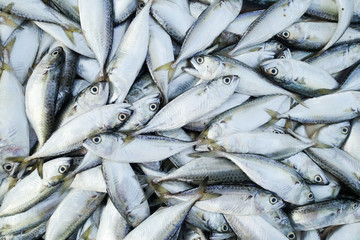 fish in market for sell